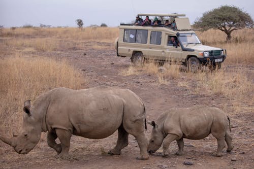 Rhinos on Savannah at Safari