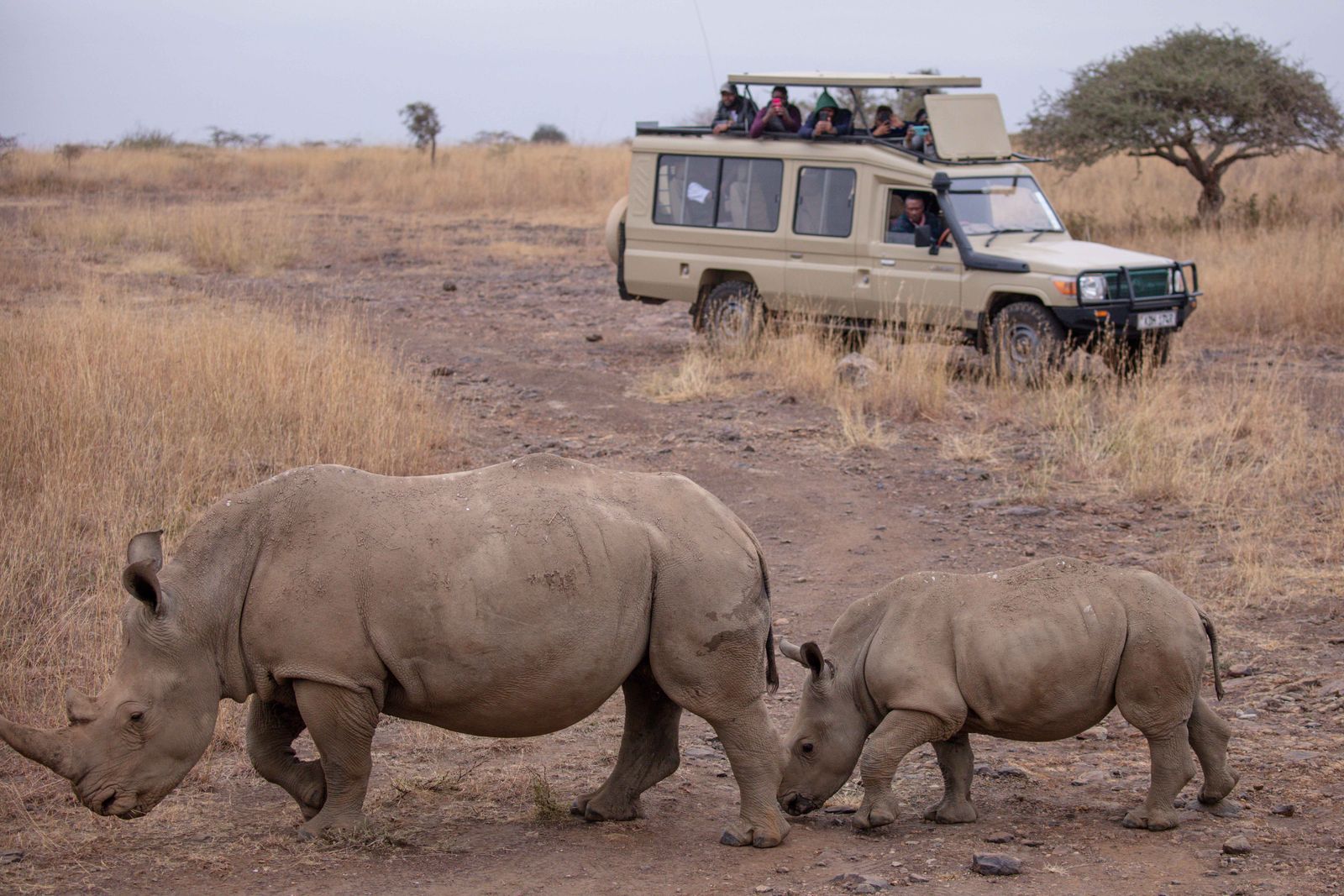 Rinoceronte blanco observado desde un vehículo de safari en Hluhluwe-iMfolozi.