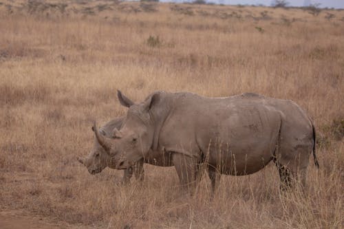 Rhinos in Reserve in Kenya