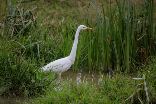 Free Great egret wading through lush marsh vegetation in search of prey. Stock Photo