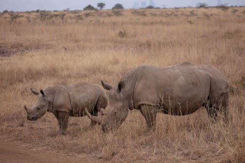 Rhinos in Reserve in Kenya