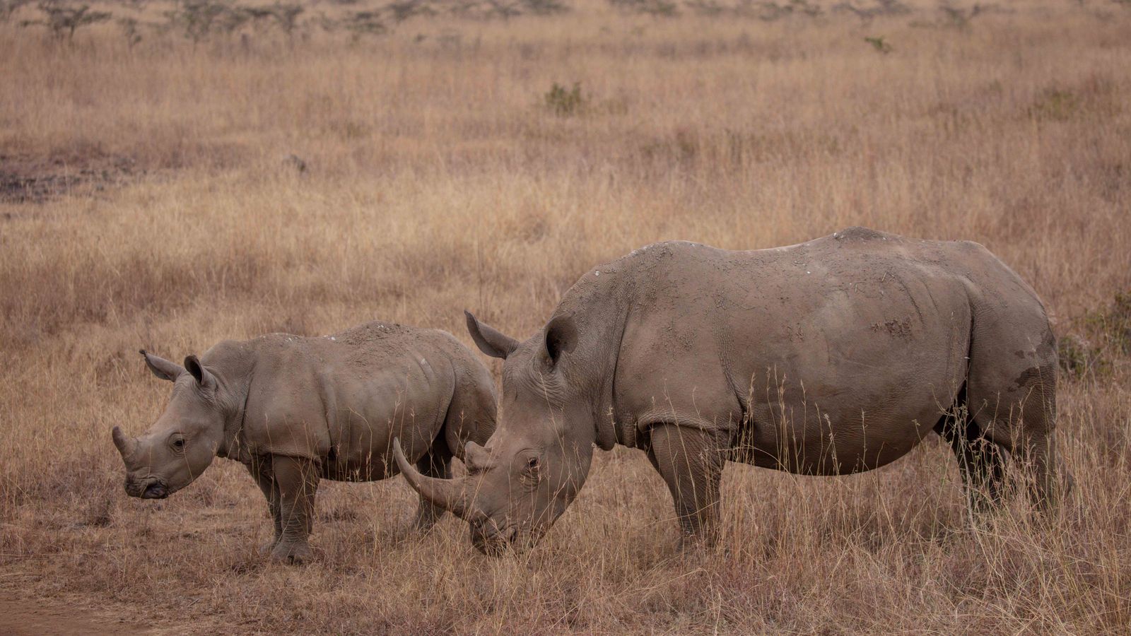 Rhinos in reserve in kenya, Eswatini