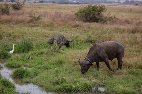 Gratis arkivbilde med afrika, afrikansk, afrikansk buffalo