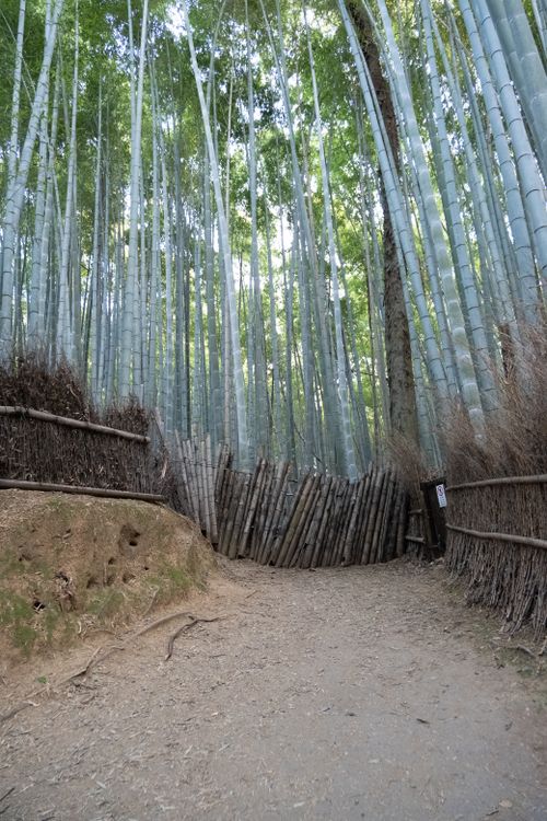 Free Discover the serene beauty of the bamboo forest trail in Arashiyama, Kyoto, Japan. Stock Photo