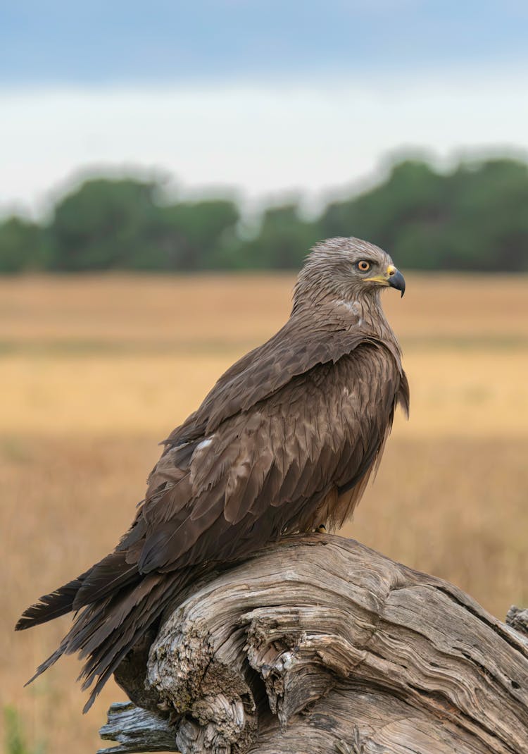 Golden Eagle In Nature