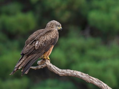 Close-up of a Black Kite Sitting on a Tree