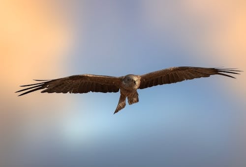 Sea Eagle Flying