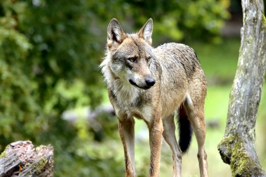 Intimate portrait of a gray wolf in a lush outdoor setting, showcasing wildlife beauty.