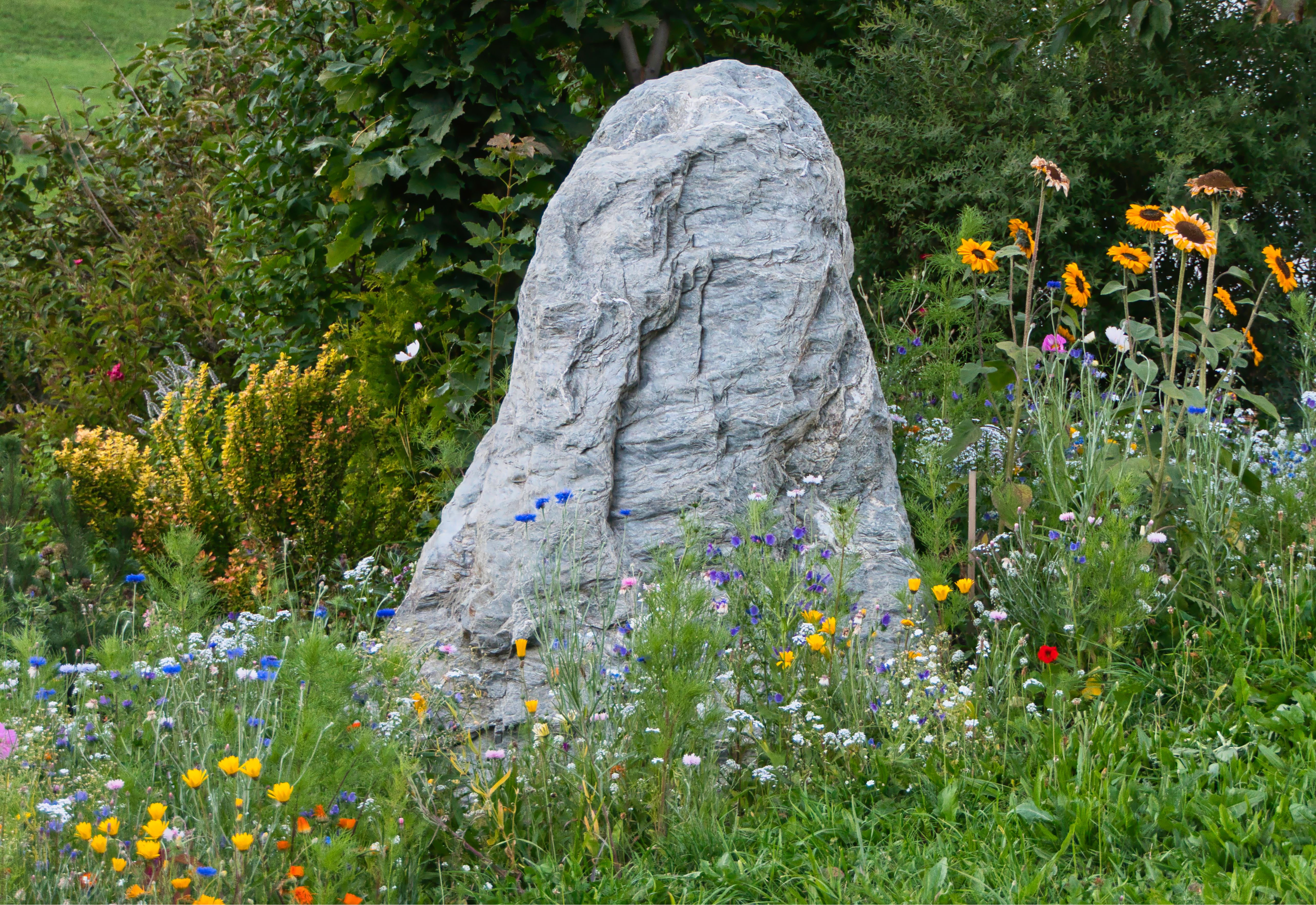 Wildflowers around Rock · Free Stock Photo