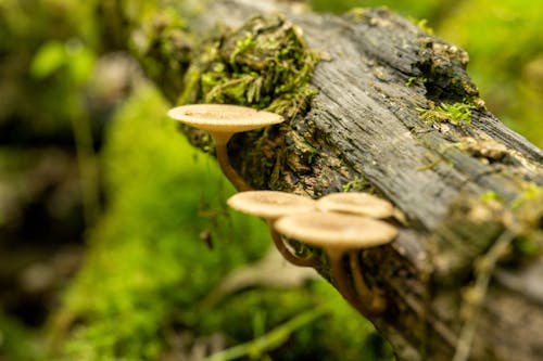Mushrooms on Tree Bark