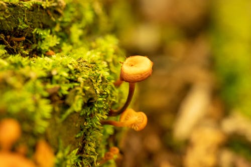 Foto profissional grátis de cogumelo, ecológico, fechar-se