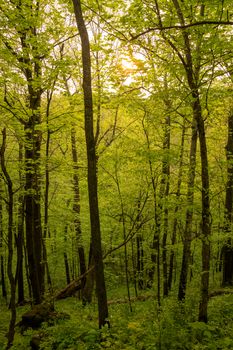 A vibrant green forest scene with tall trees and dense foliage.