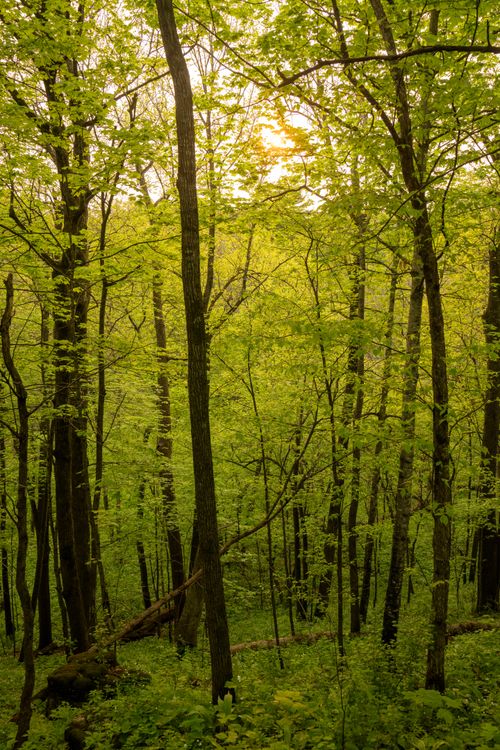 Free A vibrant green forest scene with tall trees and dense foliage. Stock Photo
