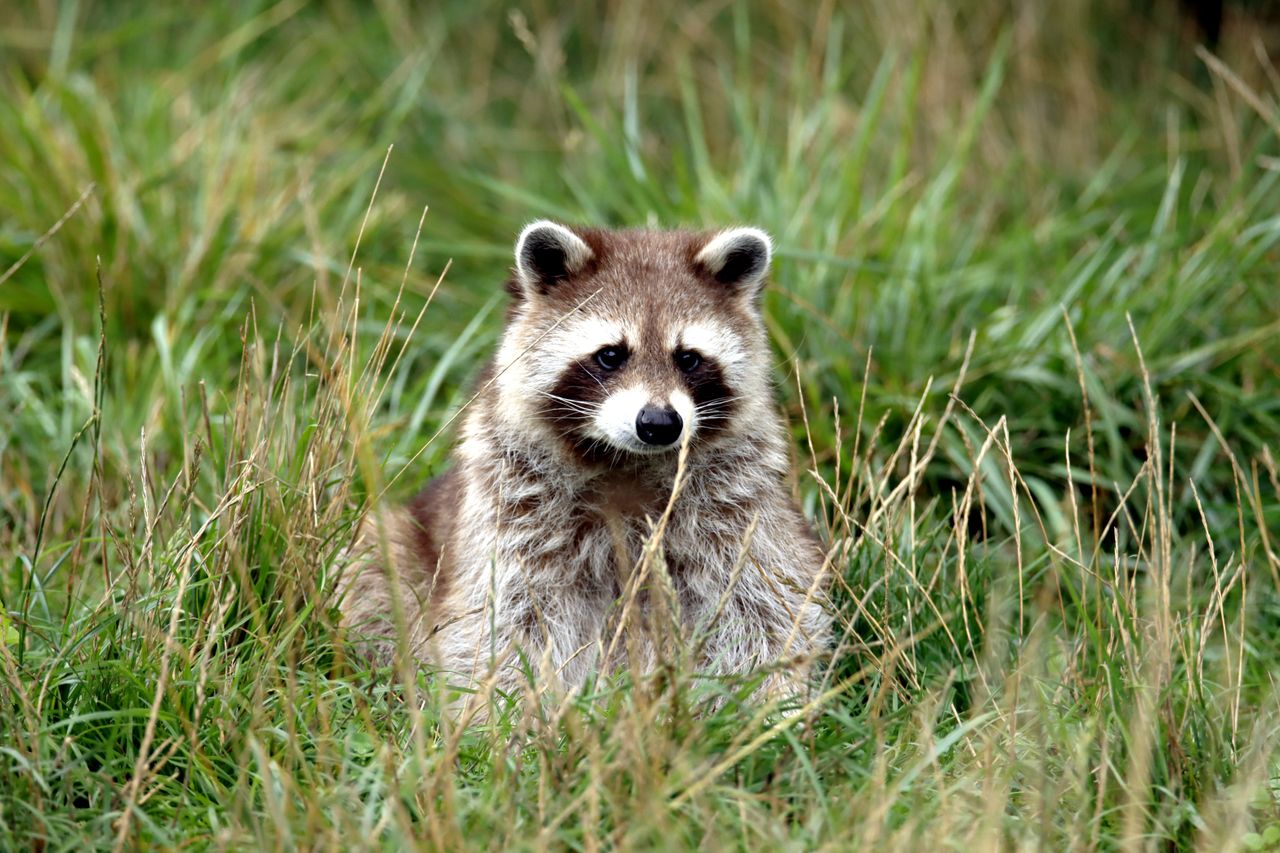 a raccoon sits amidst lush grass showcasing its wild charm in nature