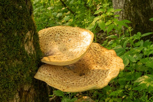 Close up of Mushrooms on Tree