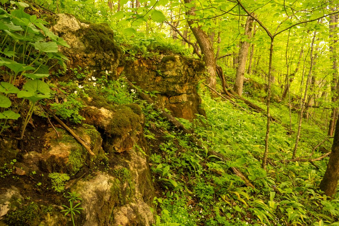 Bushes In Forest Rocks and Bushes in Forest · Free Stock Photo