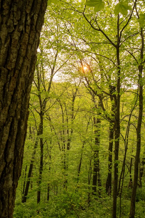 Sun Behind Branches and Foliage of Trees in Forest