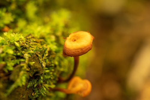 Mushroom and Moss