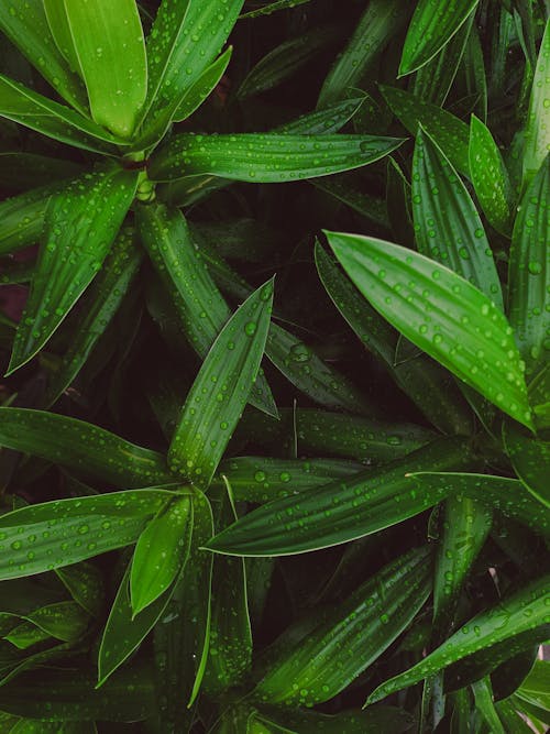 Free Raindrops on Green Leaves Stock Photo