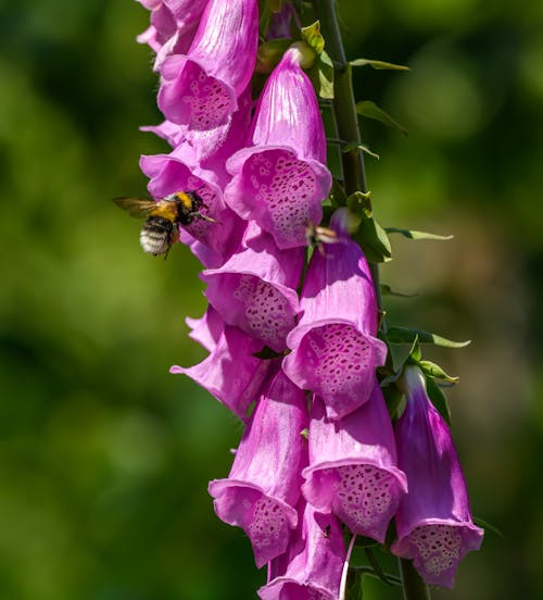 Bee on Purple Foxglove Flowers
