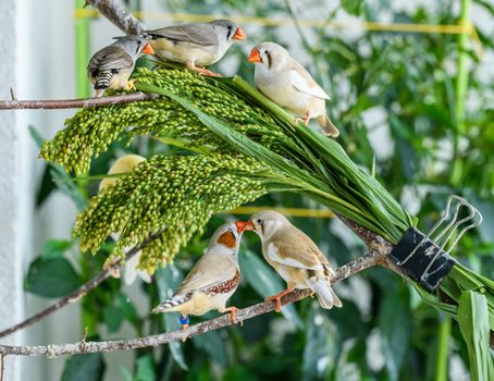 A lively group of zebra finches perches on a branch with fresh millet, displaying natural beauty.