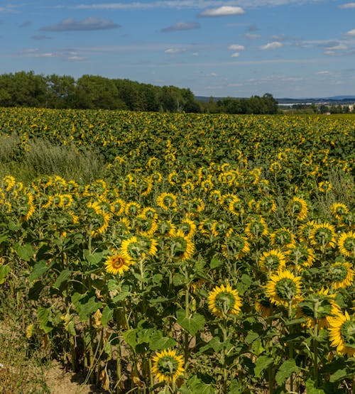 Immagine gratuita di abbondanza, campagna, campo