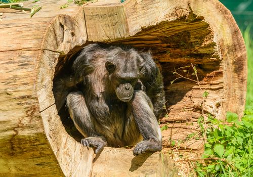 Free A chimpanzee sits comfortably inside a hollow tree trunk, surrounded by lush greenery. Stock Photo