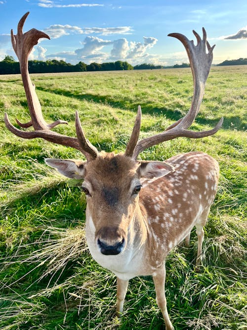 Free stock photo of animal, deer, evening