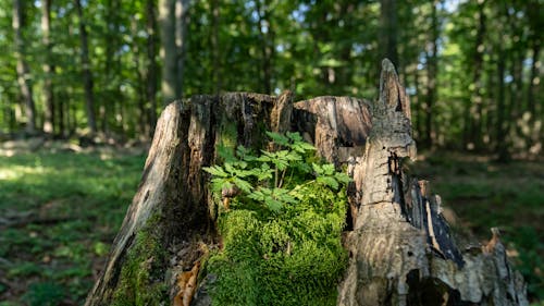 Бесплатное стоковое фото с лес, мох, природа
