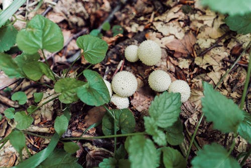 Základová fotografie zdarma na téma houby, léto, pýchavky