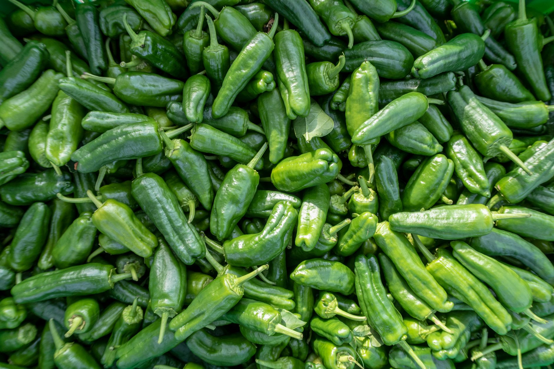 Roasted poblano peppers with fresh herbs
