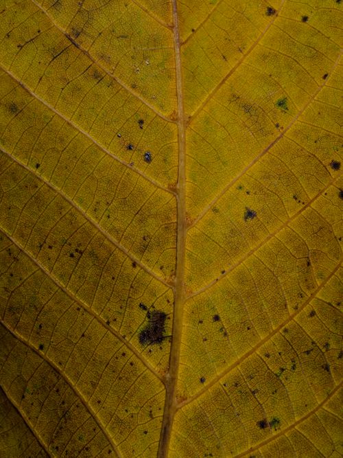 Free Detailed macro shot of a yellow leaf showing its intricate vein pattern and texture. Stock Photo