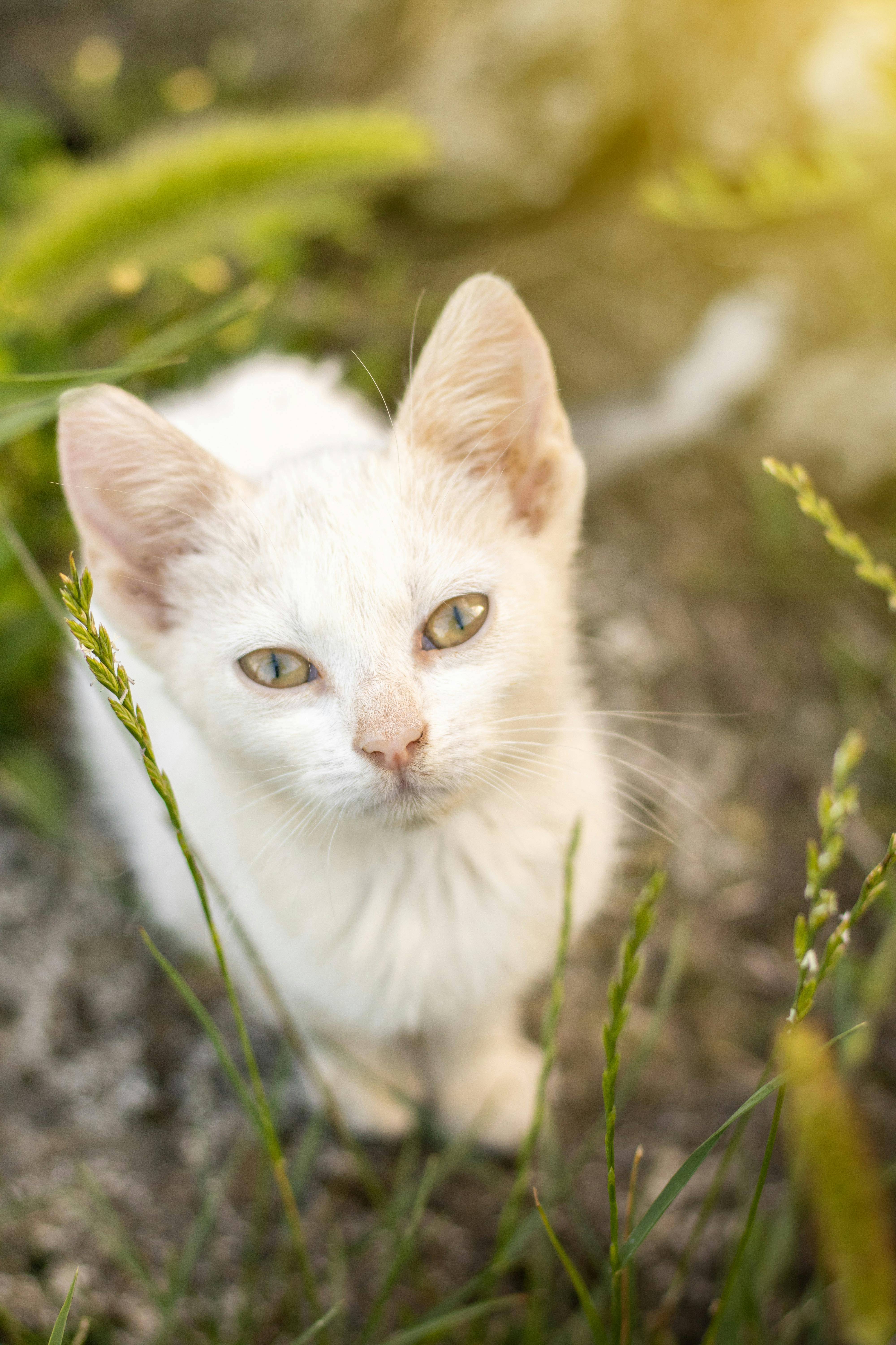 White Cat Staring at Camera · Free Stock Photo