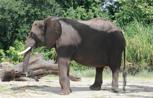 male Elephant 