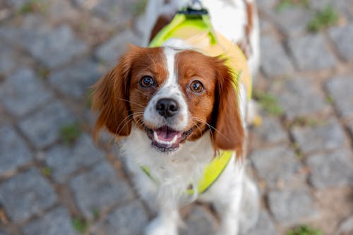 Rei Charles Spaniel