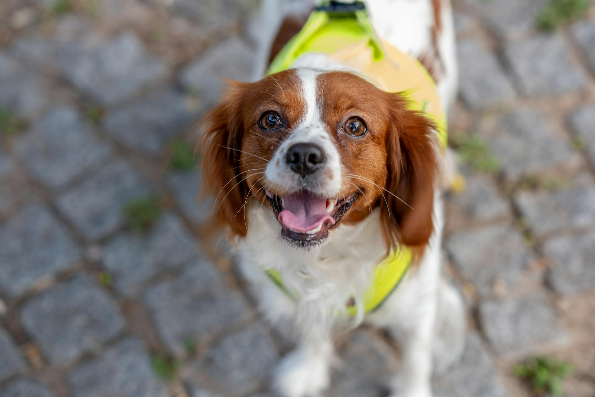 Close up of Dog Looking Up