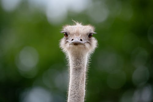 Head of an Ostrich 