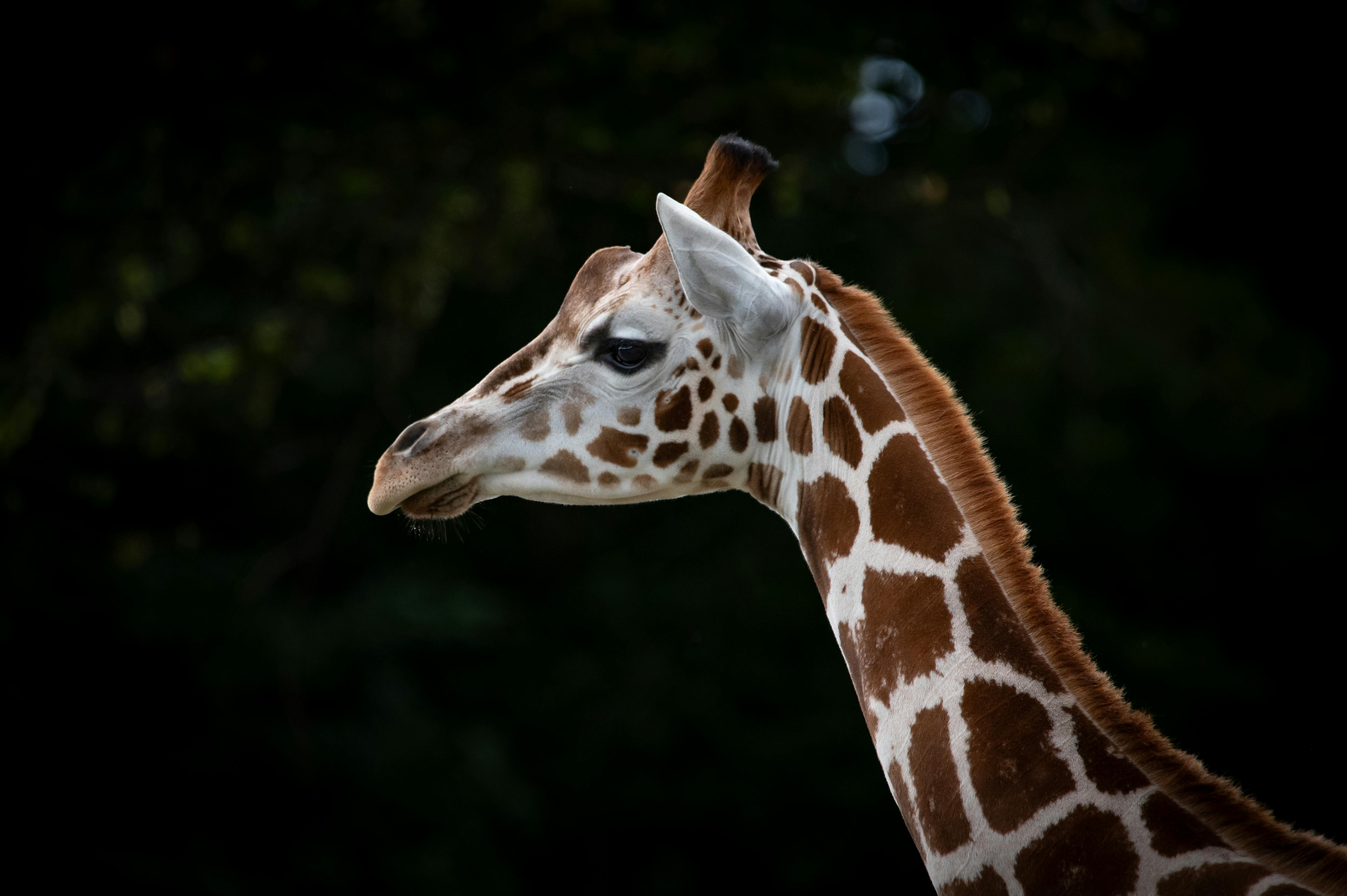 Girafe et Sélection Naturelle : Une Relation Complex