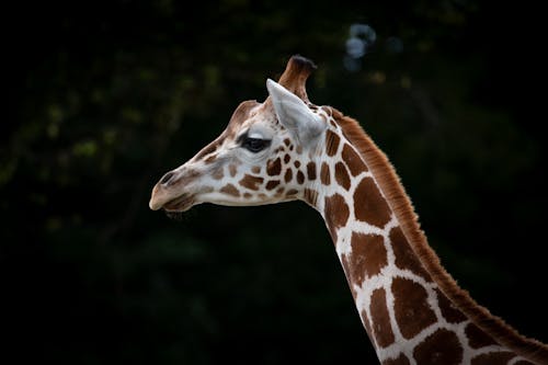 Close-up of a Giraffe 