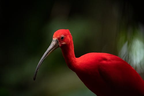 Close-up of a Scarlet Ibis 