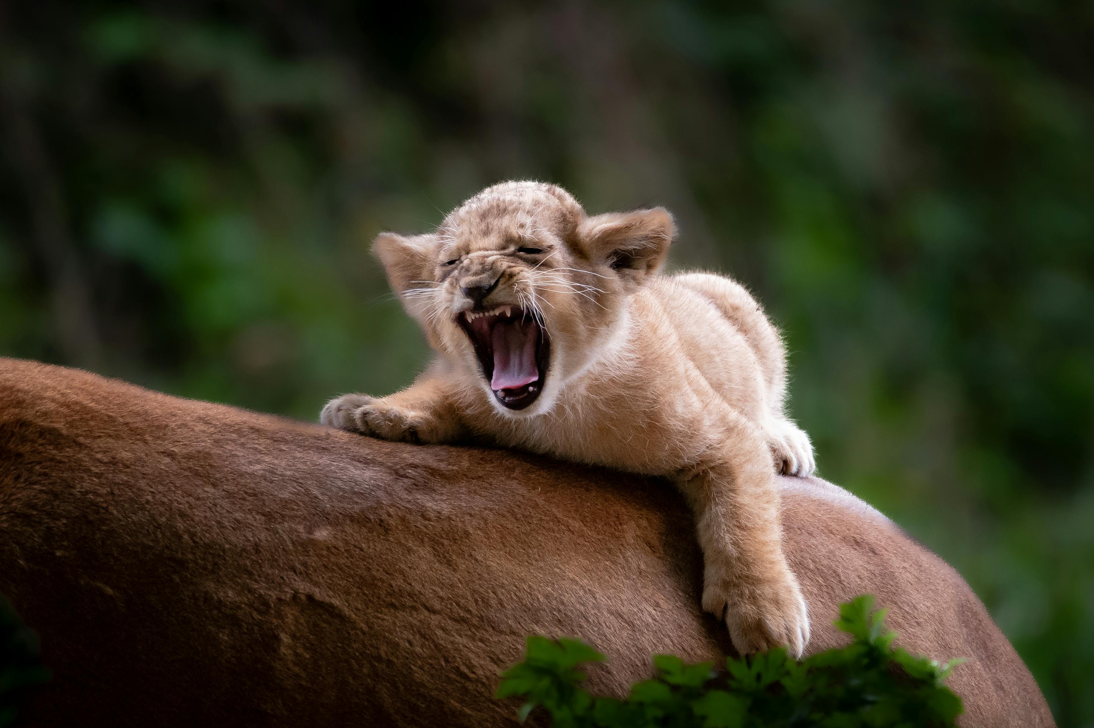 How Do Lions Grab Attention? They Roar Like Babies