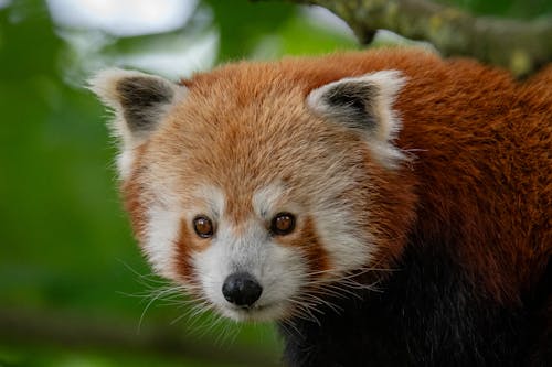 Close-up of a Red Panda 