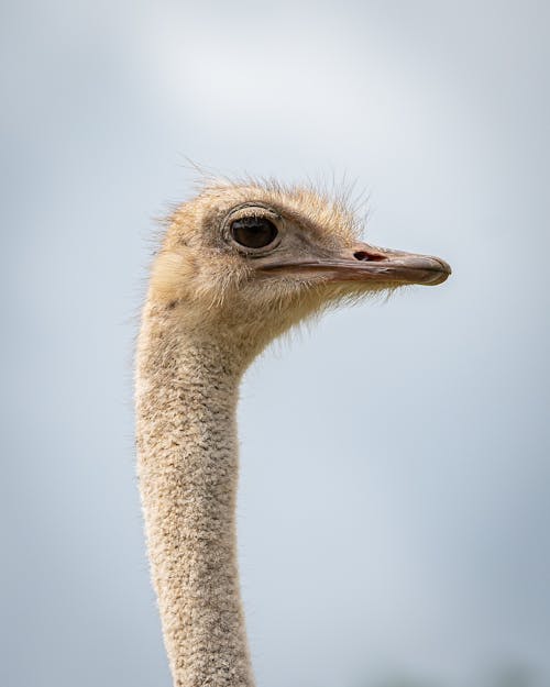 Close-up of the Head of an Ostrich 