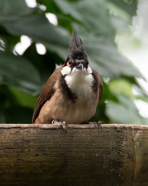 Close-up of a Red-Whiskered Bulbul