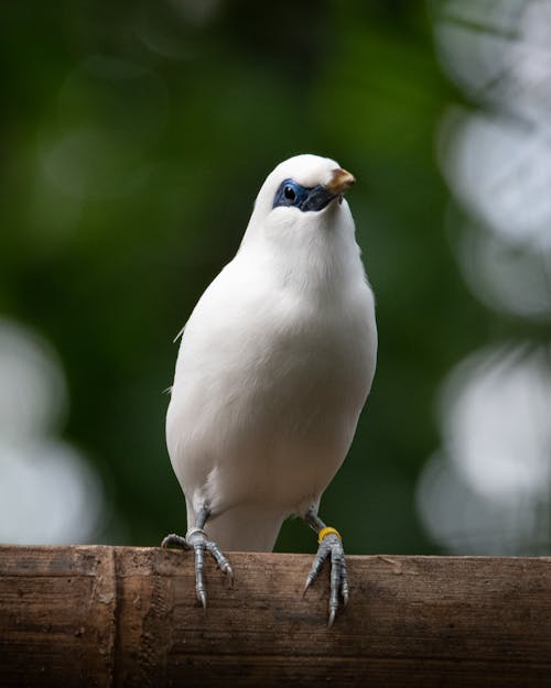 Close-up of a White Bird 