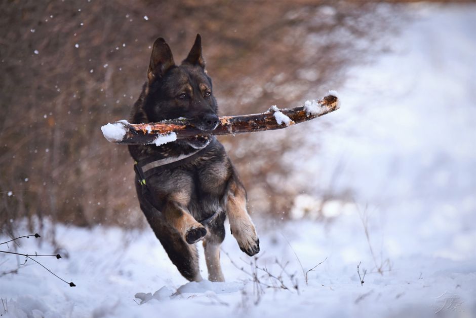 German Shepherd K-9 — illustration 1