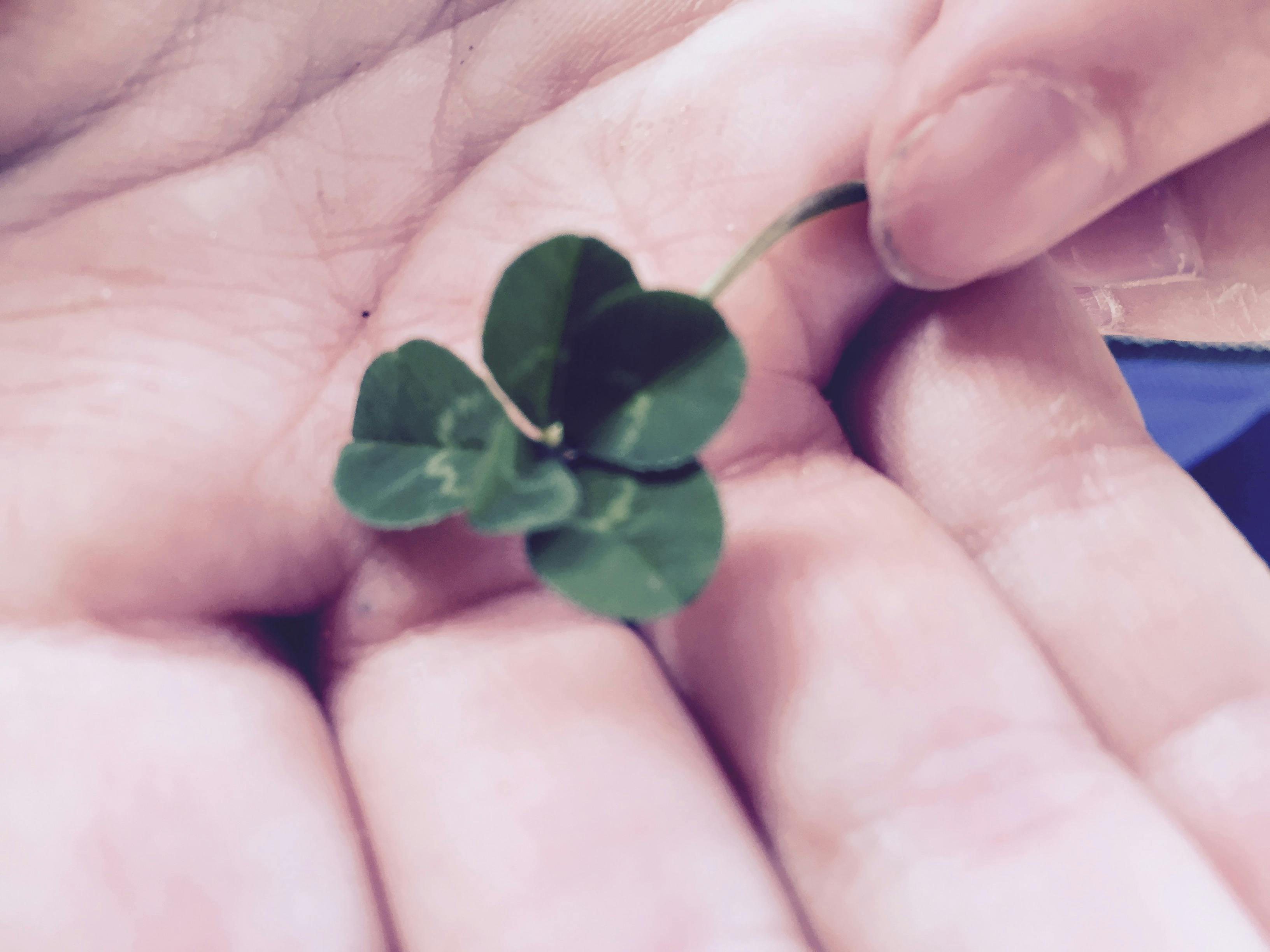Free stock photo of clover, four leaf clover, good luck