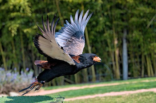 Gratis lagerfoto af bateleur, dyr, flyve