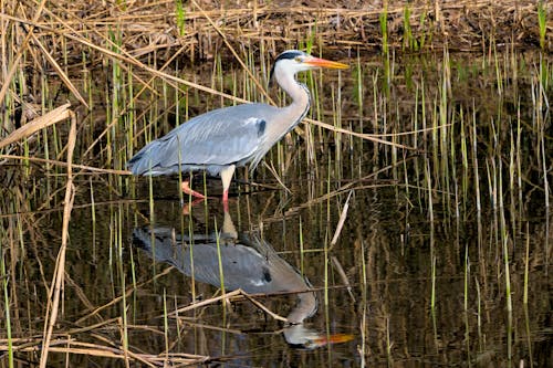 Close up of a Grey Heron