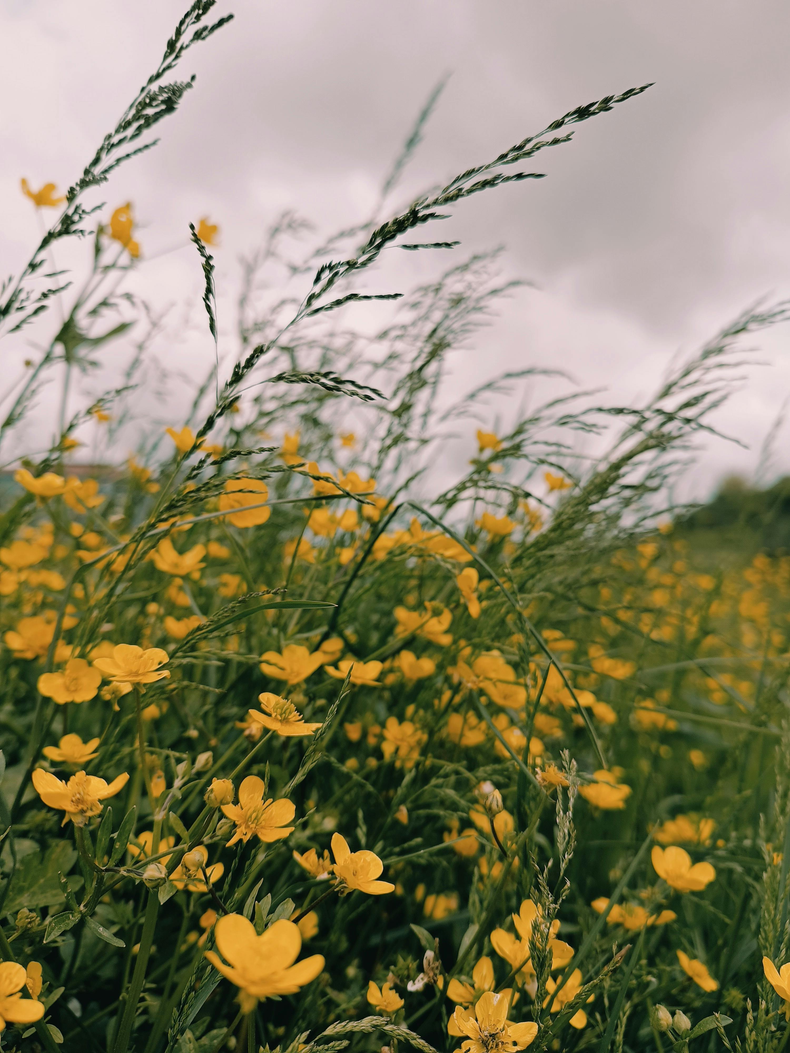 Close up of Flowers in a Meadow · Free Stock Photo